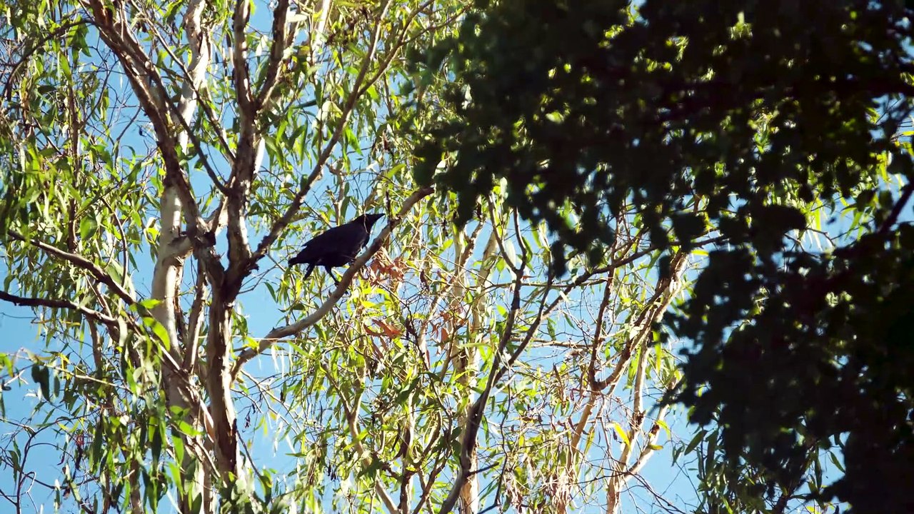 Kakadu Bird Week | August 25, 2022 | Katherine...