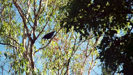 Kakadu Bird Week | August 25, 2022 | Katherine Times