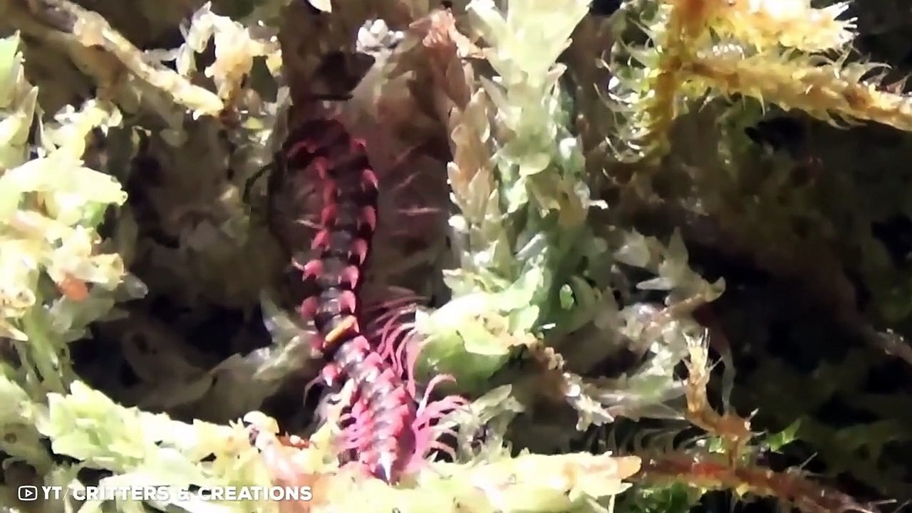 14 Animals With Real Superpowers
