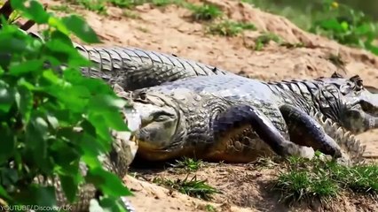 When Tigers And Lions Face Each Other