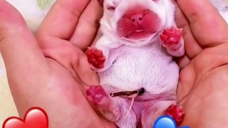 Super Funny Cats and Funny Dogs Compilation Funniest Animals Videos2022 Funny Cats Videos Funny Dogs #7