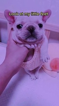 Super Funny Cats and Funny Dogs Compilation Funniest Animals Videos2022 Funny Cats Videos Funny Dogs #3