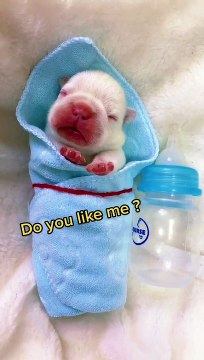 Funniest Animals Videos2022 Funny Cats Videos Funny Dogs| Super Funny Cats and Funny Dogs Compilation - Try not to laugh