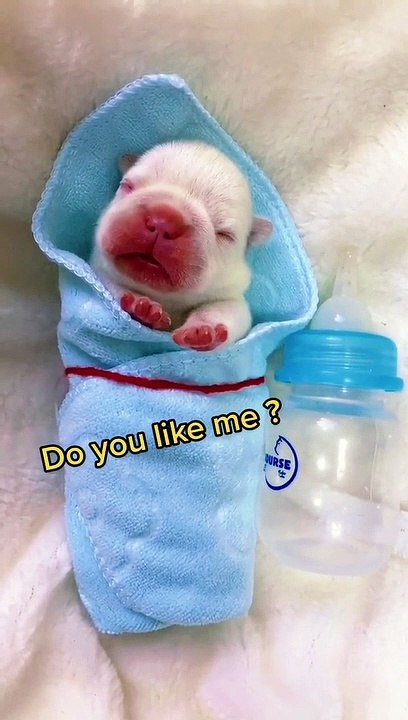 Funniest Animals Videos2022 Funny Cats Videos Funny Dogs| Super Funny Cats and Funny Dogs Compilation - Try not to laugh