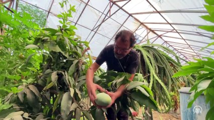 Alanya'da mango üretim alanı 2 yılda 2 kat arttı