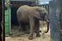 Zoo Safari de Thoiry : Ben, l'éléphant d'Afrique, est rejoint par Moyo