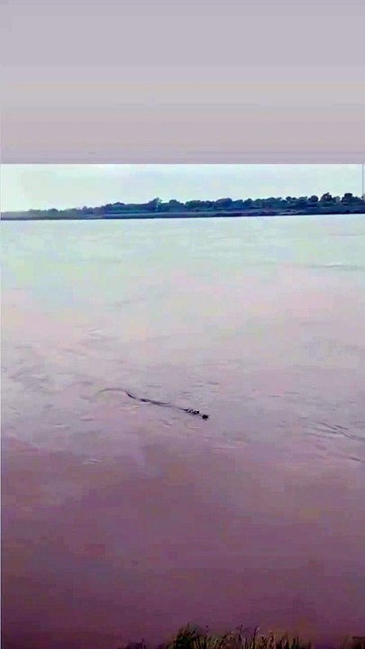 पार्वती नदी में ग्रामीणों को विशाल मगरमच्छ दिखाई दिया, इधर, बाढ़ के पानी ने खेतों में मचाई तबाही