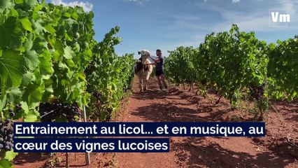 Savoie et Playa en lice pour le concours de la plus belle vache du Sud-Est