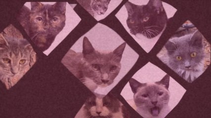 Cats Try Squid Game In Real Life