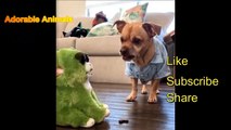 The Funniest Animals You'll Ever See_ Funny Animals tiktok