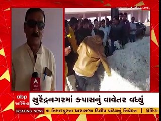 ગુજરાતમાં સારા વરસાદને કારણે કપાસનું મબલખ વાવેતર, જુઓ વીડિયો