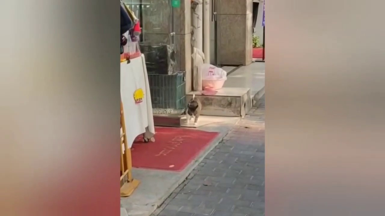 funny cats and dogs videos | funny videos | funny animals | cat and dog videos | funny animals and birds