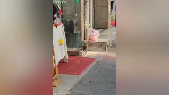 funny cats and dogs videos | funny videos | funny animals | cat and dog videos | funny animals and birds