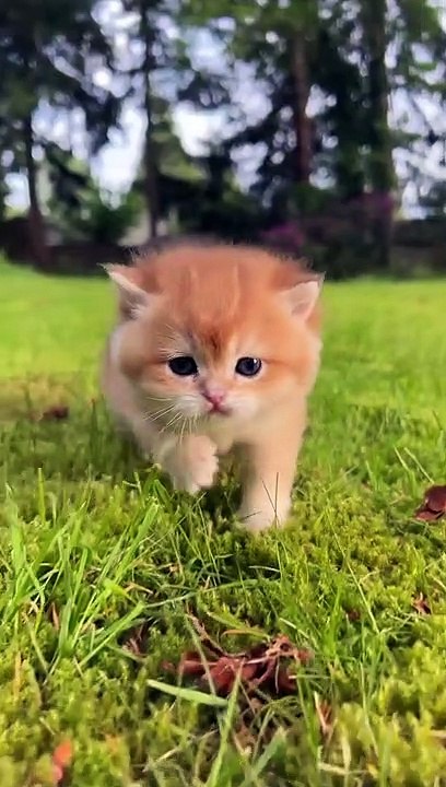 Very funny Cute Cat videos