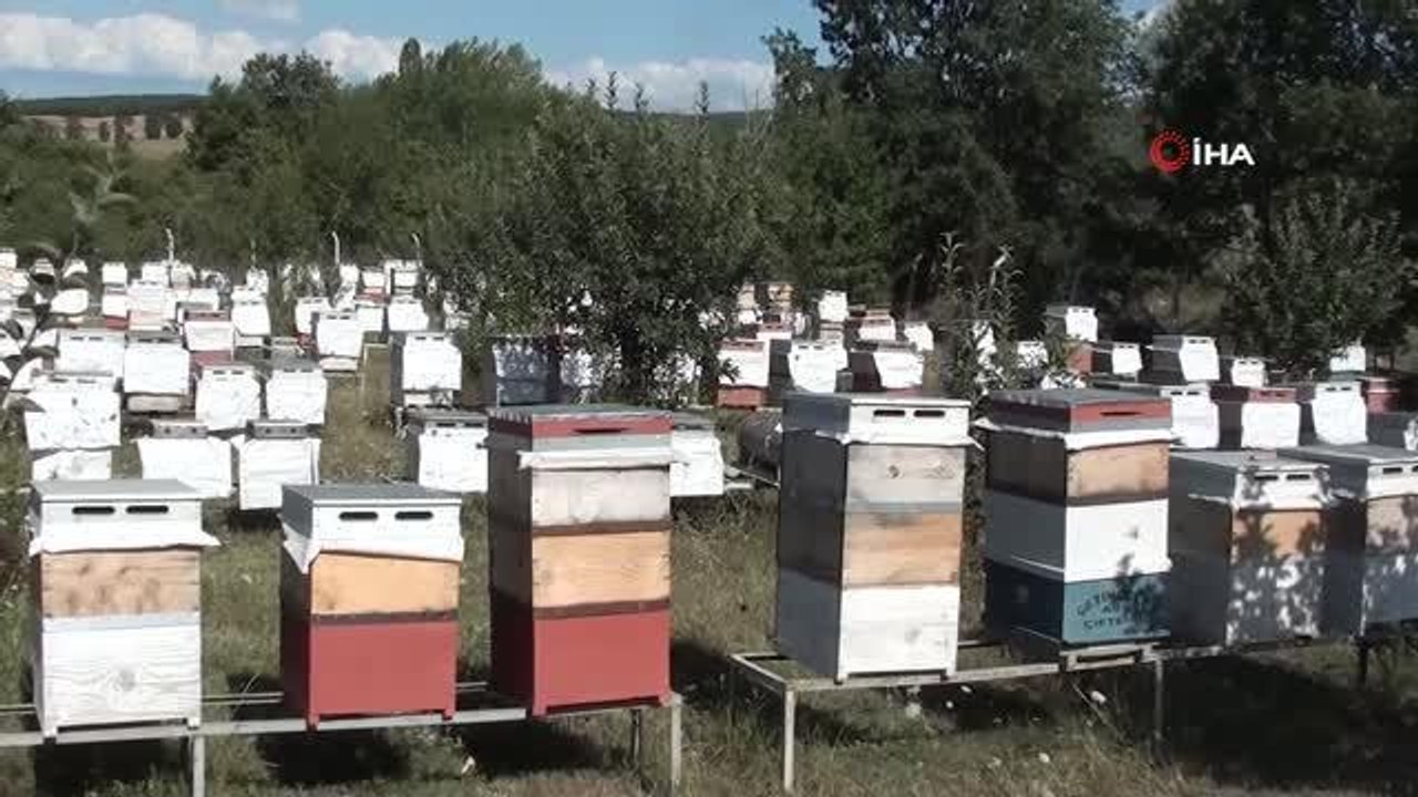 Arı Yetiştiricileri Birliği Başkanı Yücel Saygı: "Dünyanın en kaliteli arı sütünü üretiyoruz"