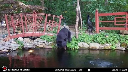Black Bear Goes for a Swim in Koi Pond