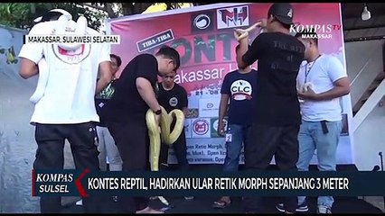 Kontes Reptil, Hadirkan Ular Retik Morph Sepanjang 3 Meter