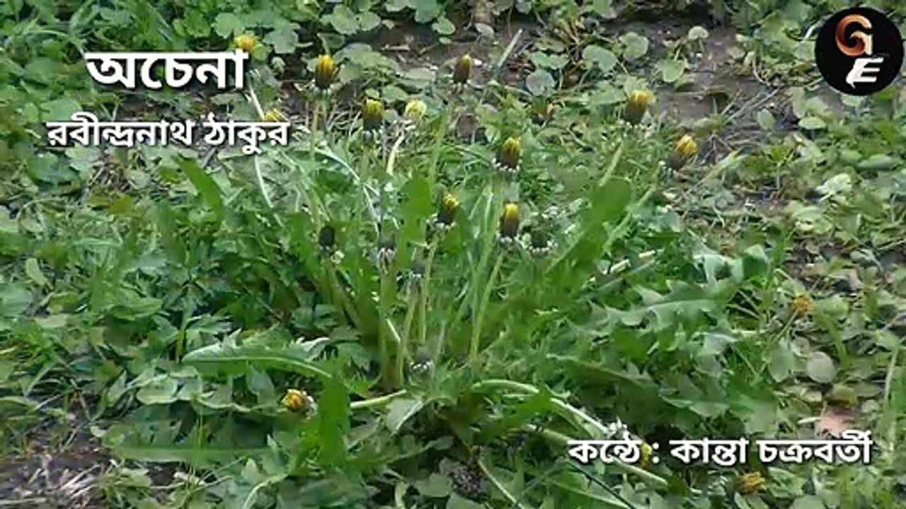 Bangla Kobita। Achena। অচেনা। Rabindranath Thakur