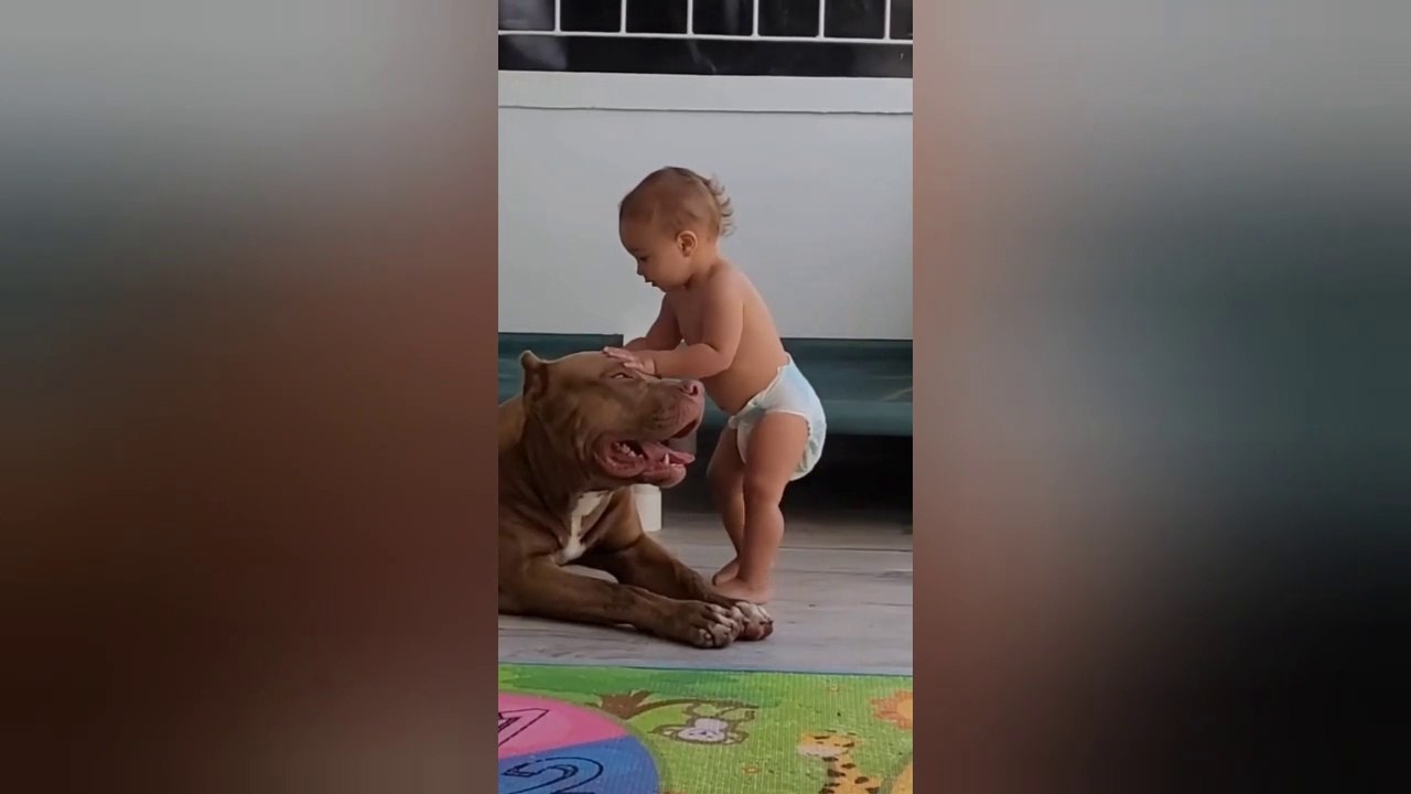 Bast funny dogs videos compilation #1_/2022
