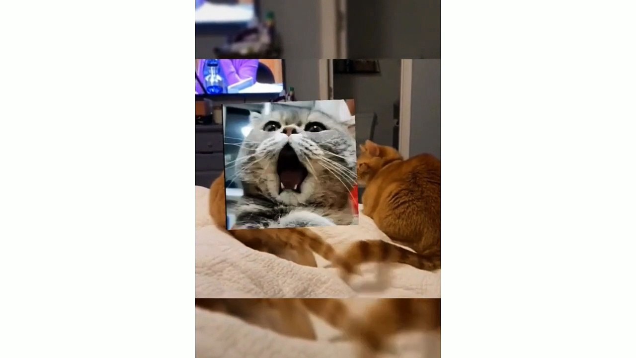 Funny Cats Videos | Comedy Cats | Cats Funny Videos 