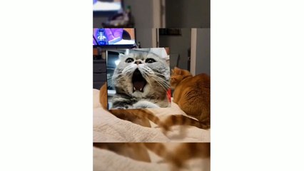 Funny Cats Videos | Comedy Cats | Cats Funny Videos 
