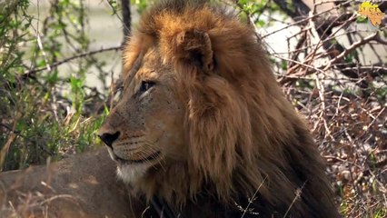 Big LIONS making sure their territory is secured