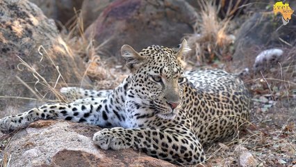 Hyena breaking off an IMPALA skull _ Kudyela pride growing..
