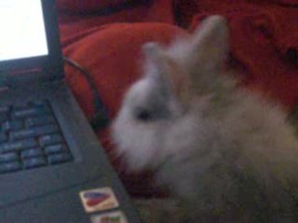 LAPIN