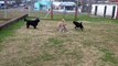 Los perritos jugando a lo loco en El Hongo, Tacuarembó, Uruguay (14/07/2022)