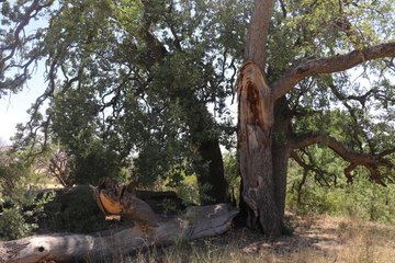 Yeni gelinin batıl inancı 500 yıllık meşe ağacını yaktı