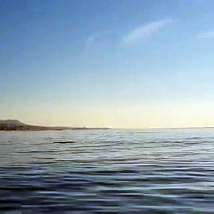 Delfines en Badalona