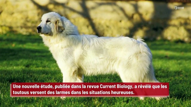 Des chiens pleurent des larmes de joie lorsque leurs maîtres rentrent chez eux !