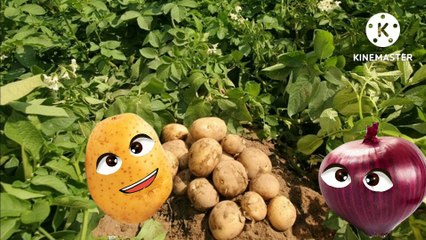 Entertainment  vloger kd dinja