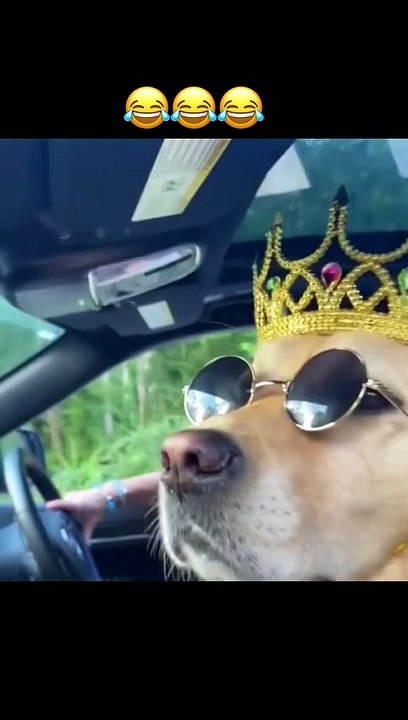 Funny dogs videos 2022 // funny pets animals// dogs videos