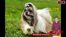 POLÍCIA É ACIONADA NA VILA VIRGÍNIA, ONDE UM PITBULL ACABOU MATANDO UM SHIH-TZU E LOCALIZANDO UMA GARRUCHA