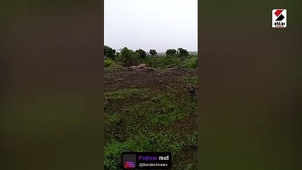 જેસર પંથકમાં સિંહોની અવરજવર વધી, જુઓ વીડિયો