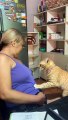 Cat Massages Owner's Tummy