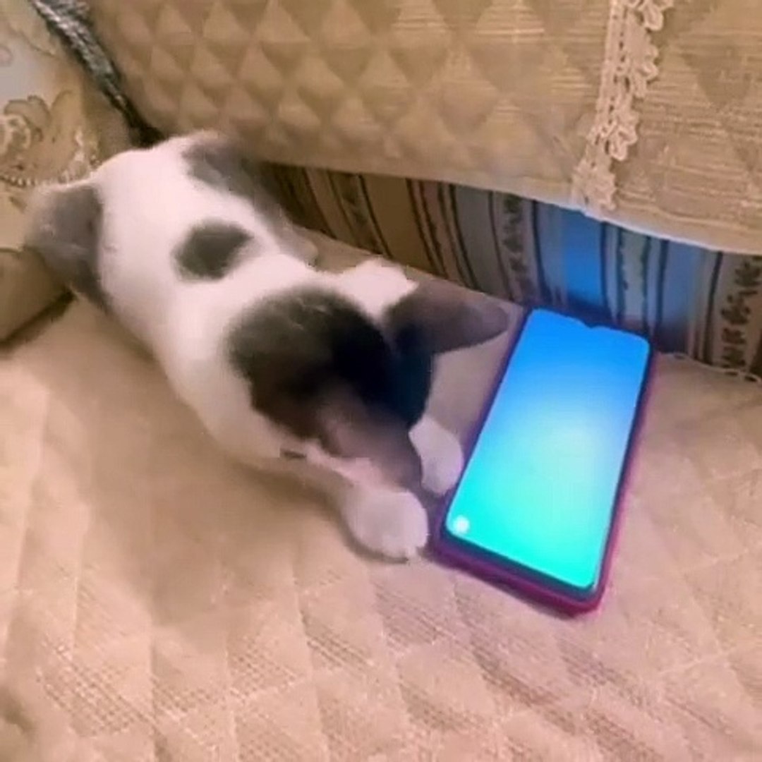Cat fishing