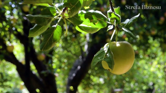 Strefa Biznesu - sezonowe spożycie owoców i warzyw