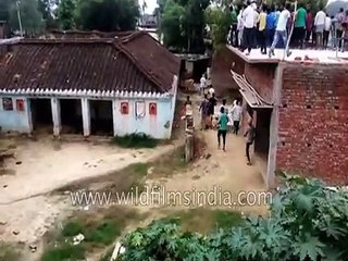 Leopard attack in Gorakhpur, India_ people pile onto roof-tops to see the tamasha