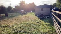 The Conn family Pygmy goats frollicking in the sun