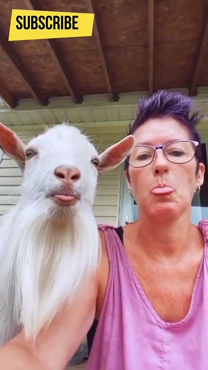 The best funny animals in the world surprising us