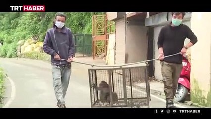 'Maymunlar Cehennemi' gerçek mi oluyor?