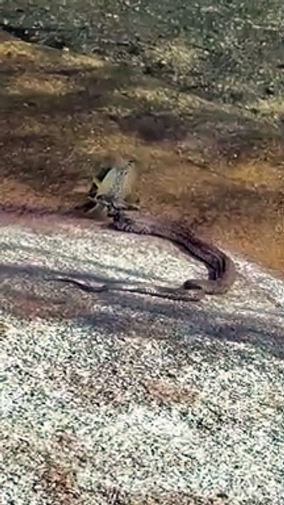 Tik Tok Viral Snake