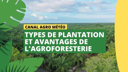 Canal Agro Météo : Types de plantation et avantages de l'agroforesterie