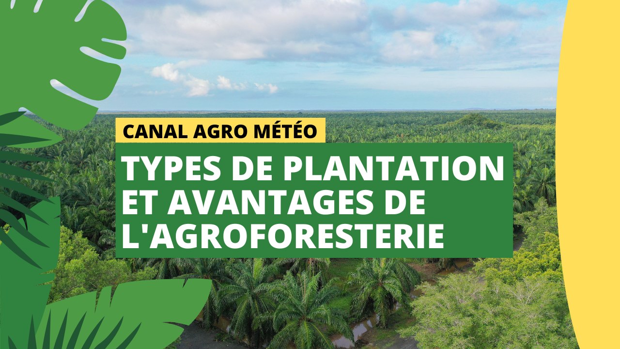Canal Agro Météo : Types de plantation et avantages de l'agroforesterie