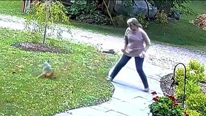 فيديو صراع شرس بين امرأة وثعلب بعد أن هاجمها فجأة