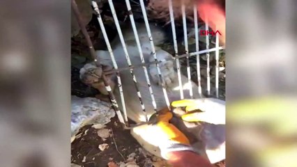 Demir korkuluğa sıkışan köpek kurtarıldı