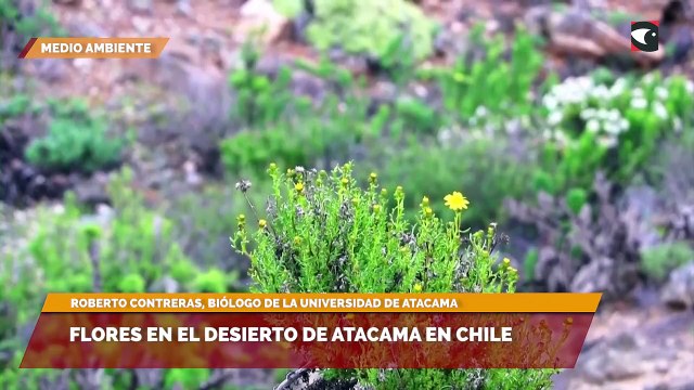 Flores en el desierto de Atacama en Chile
