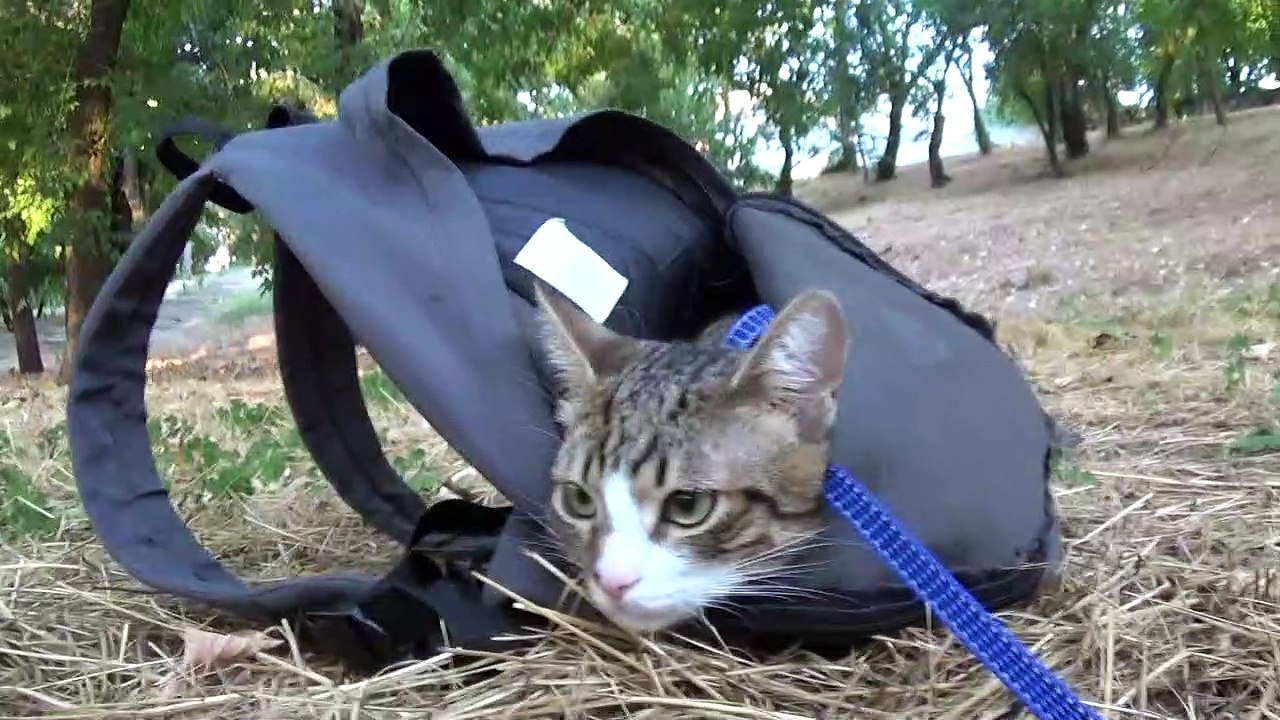 A Cat in the Sack